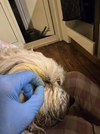 Granne in der Nase – ein Fall aus unserem mobilen Tiernotdienst