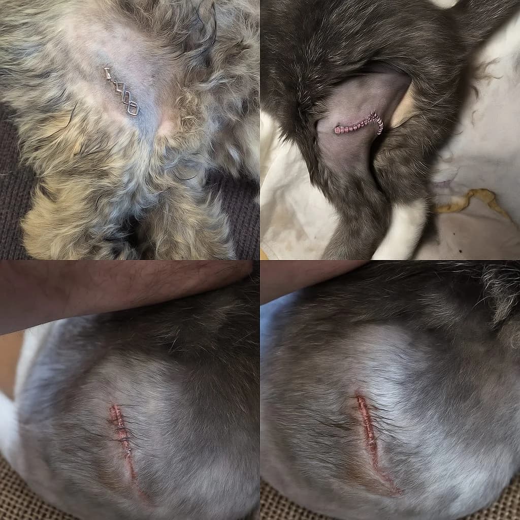 Schnittverletzungen – ein aktueller Notfall aus unserem mobilen Tiernotdienst Hamburg VetCar 24